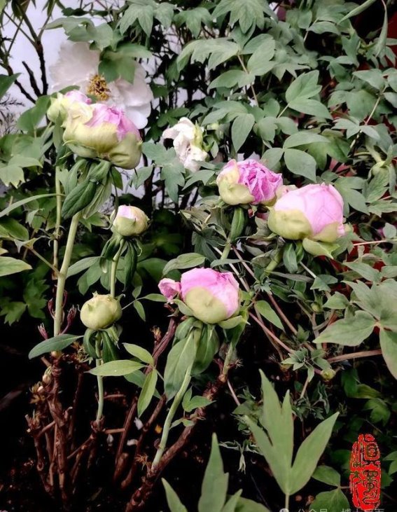 洛阳牡丹未见时的春光漫游