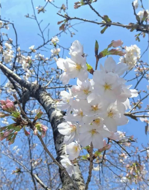 春风再度，生命如樱花
