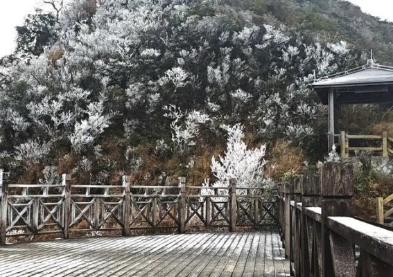 南宁大明山冰凌雾凇美景即将上线