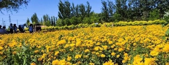 春光灿烂，畅游西青——2025“青春出游季”精彩活动提前揭秘