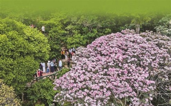 梧桐山的百年杜鹃：在都市心脏中的自然奇迹