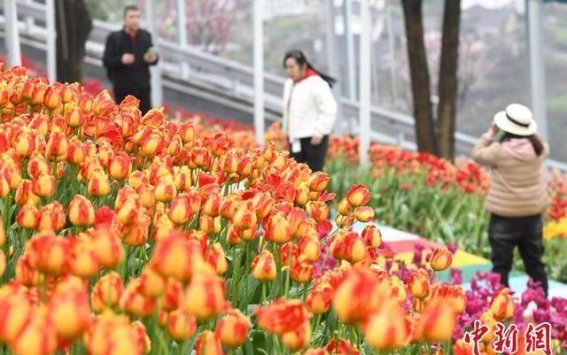 重庆春光无限：郁金香美丽乡村引领市民春游新潮流