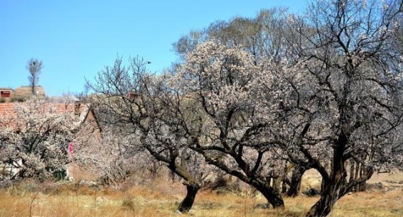 春风吹拂塞北，春光妩媚如画