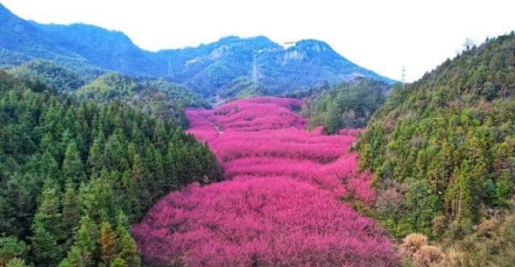 临安米积村樱花小镇：一场与“中国红”樱花的邂逅