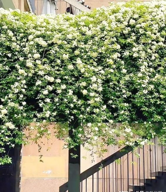 成都市区最美五大七里香观赏地，免费开放，地铁直达，香气扑鼻！