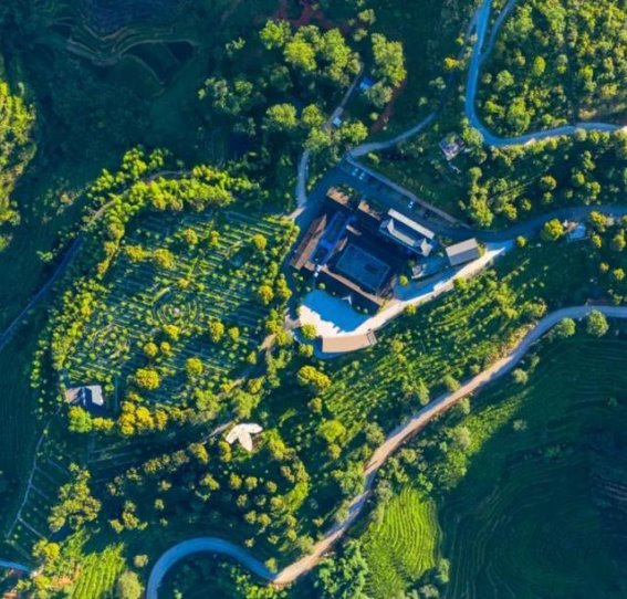 春日茶园的诗意光影，安溪茶庄园邀你共赏