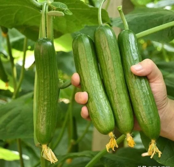 潍坊：一座充满惊喜的城市