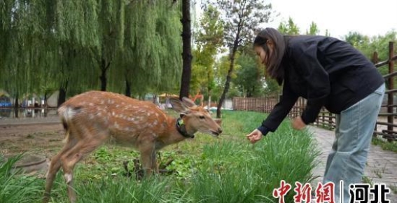 河北定州东亭镇：农文旅融合开启五一乡村旅游新篇章