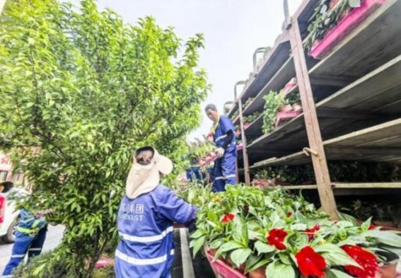 重庆荣昌城区换花行动 繁花迎接五一假期