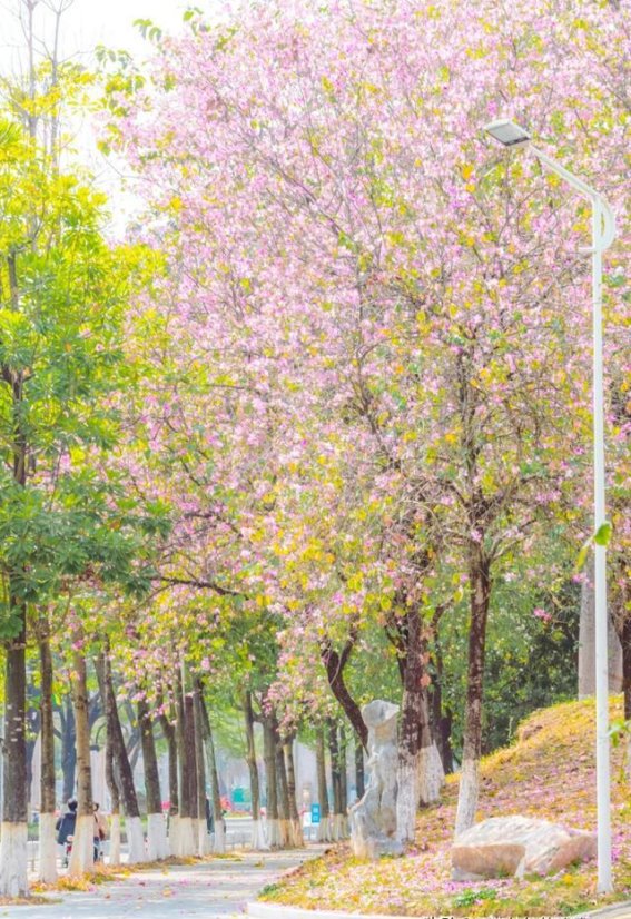 在广州！地铁直达的春天奇迹，华南农业大学的花海之旅