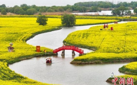 高邮湖畔的油菜花海：春日画卷中的“黄金铺地”