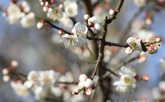 五万株梅花绽放云南保山菖蒲塘村，变身花海仙境