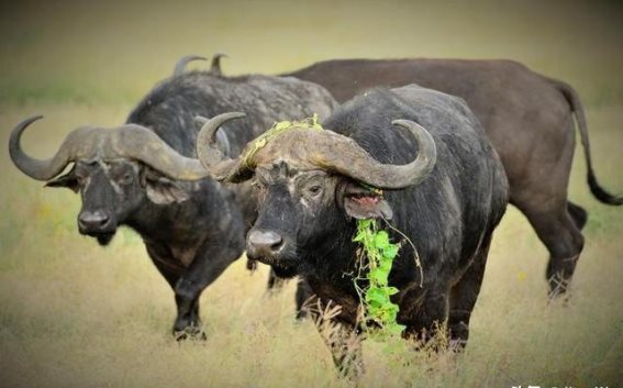 非洲水牛：驯化的挑战与文化融合