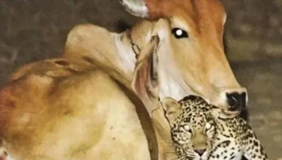 花豹与母牛：跨物种的亲情