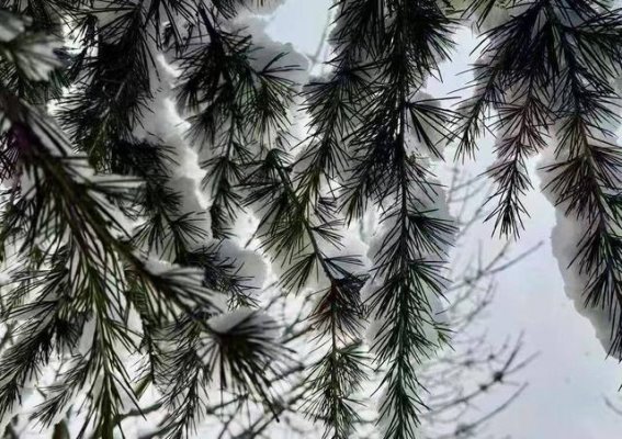威海春雪点缀繁花 画出如诗如画的春日景致