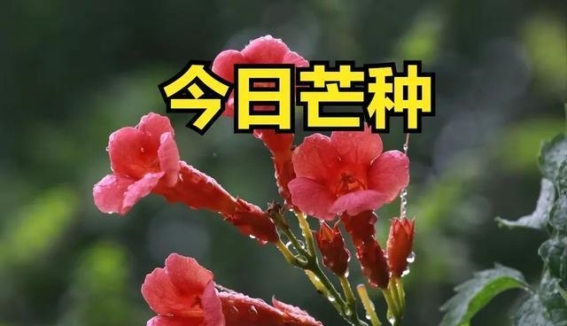 芒种时节的健康秘诀：从日常习惯到饮食调整