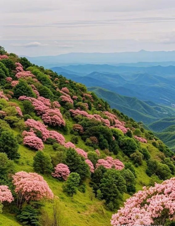广东的“武功山”：免费的杜鹃花海与梦幻草甸