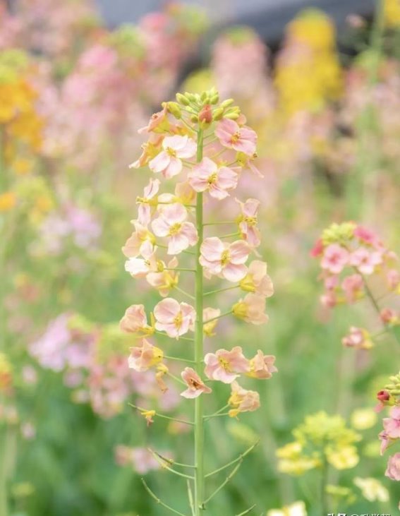 春日油菜花海，成都最美花田一览