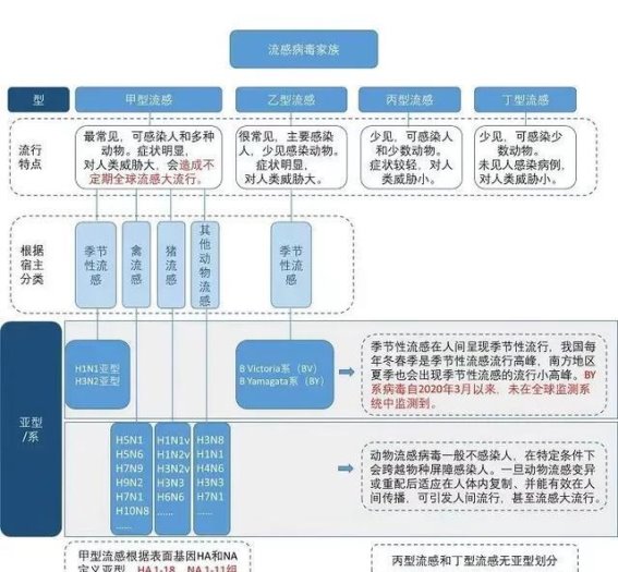 甲流传播加速，如何应对流感季节