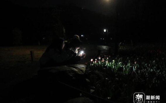 凌晨错峰赏花，太子湾的郁金香与春日韵味
