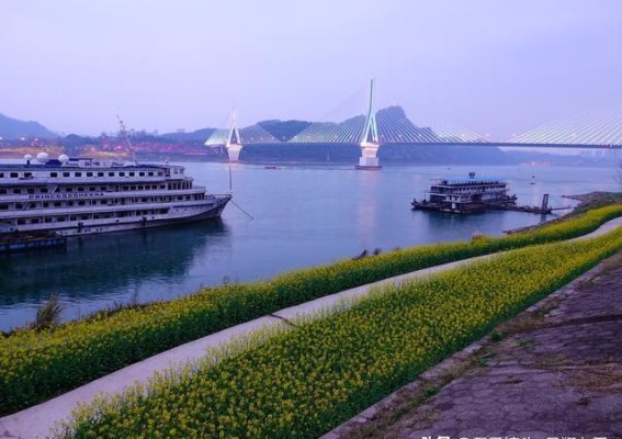 宜昌春日长江江岸步道油菜花盛开，成为城市新风景线