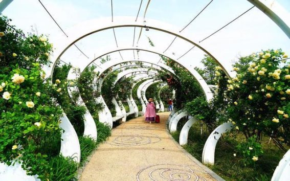 郑州市第31届月季花展：150亩月季花海绽放芳华