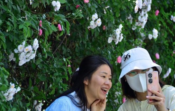 西安世博园的蔷薇花墙：春日里的一抹诗意