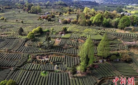 四川邛崃：夹关茶园，茶香满溢的自然画卷