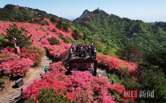 春日花海，麻城龟峰山杜鹃盛放迎游客