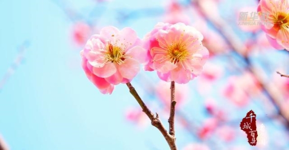 枣庄梅花：春风中的诗意与坚韧