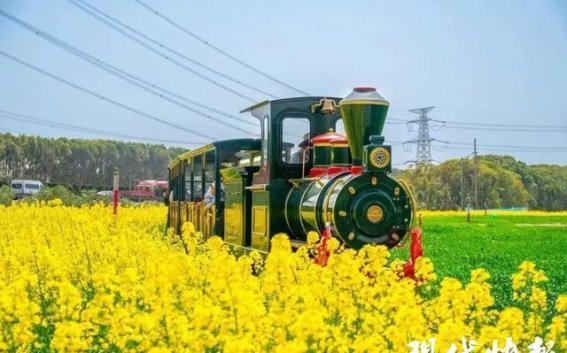 无锡油菜花田：春日里的一抹金黄