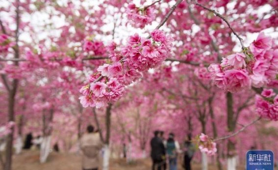 春日花海，踏青赏花正当时