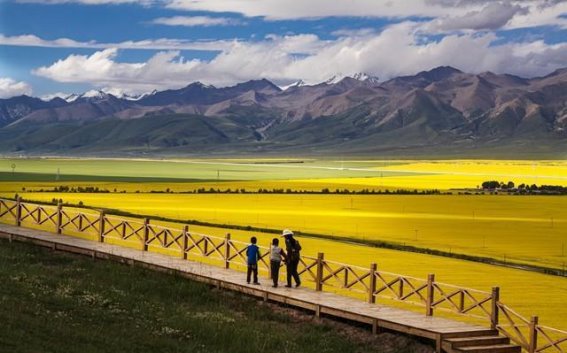 门源油菜花绝美之旅——探秘雪山花海与治愈之路