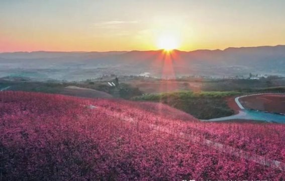 宜良樱花谷：踏入春日的粉色梦境