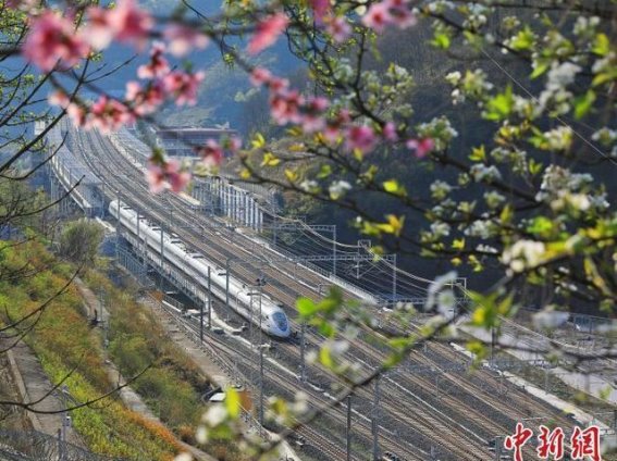 四川茂县：高铁飞驰在春日花海间