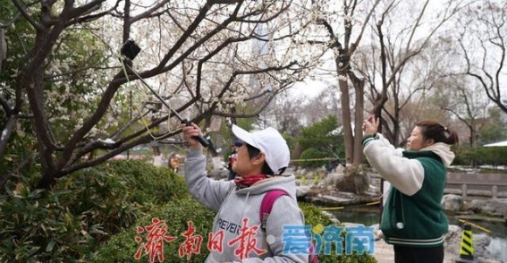 梅花飘香，春光乍泄——五龙潭公园的梅花美景