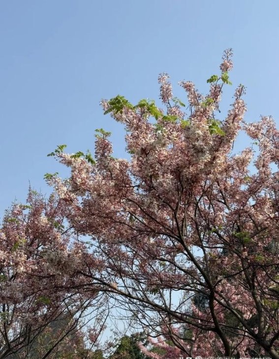初夏柳州公园的花海风光