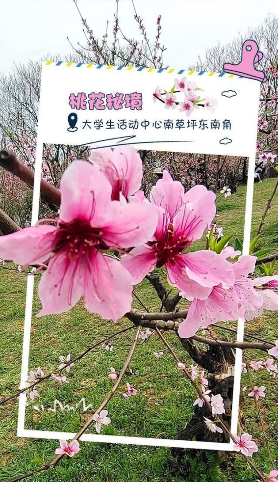 武汉校园春日花海：与春天一起绽放