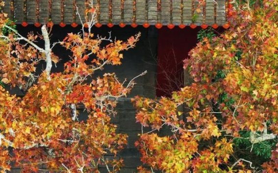 枫叶如画，感受鼓岭冬日的温暖