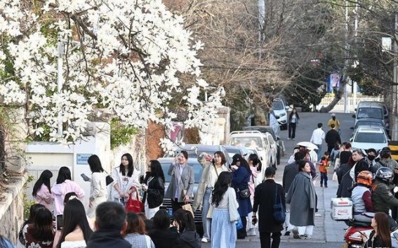 青岛春日赏花经济：多元化体验带动文旅产业发展