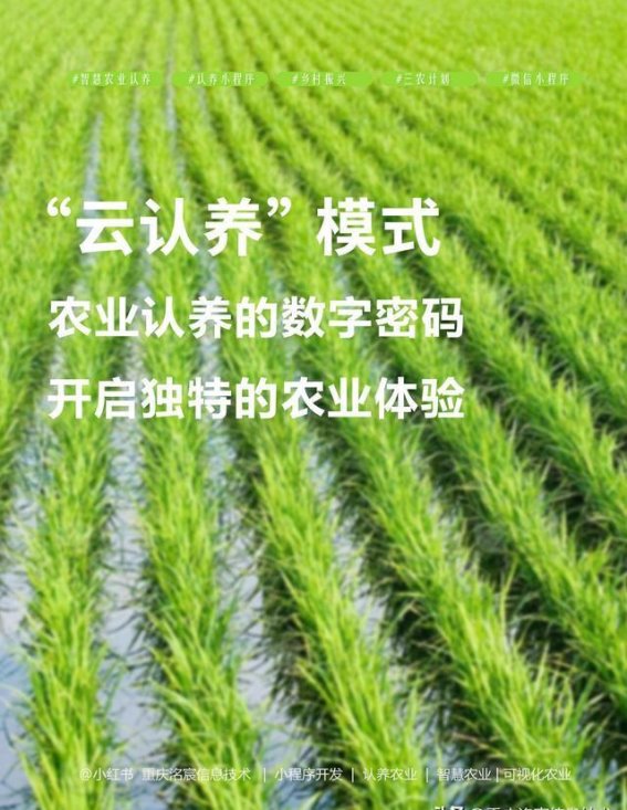 糖尿病患者的健康米之选：有机胚芽米与认养有机稻田