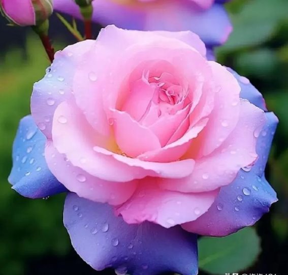 四季花开，零跑C16带你与花同行