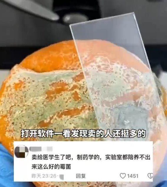 发霉橘子卖500元？从“赚钱机会”到健康隐患