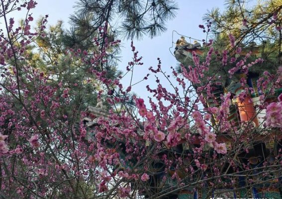 Mirizzi综合征：胆囊结石引发的健康危机