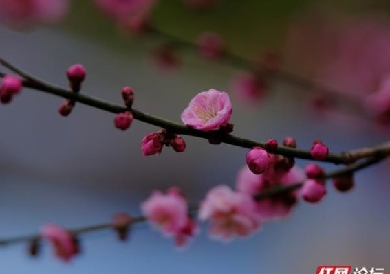 麻阳苗乡梅花盛开，春光如画
