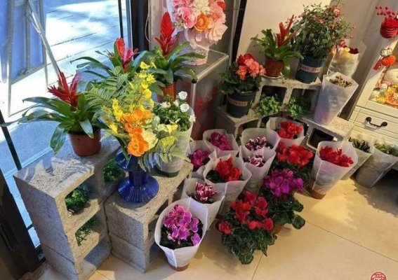 泉在济南过大年，千佛山园林花市里的年味与祝福