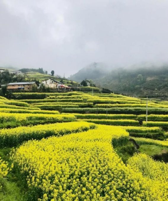 建德胥岭村：春日秘境，远离喧嚣的油菜花海