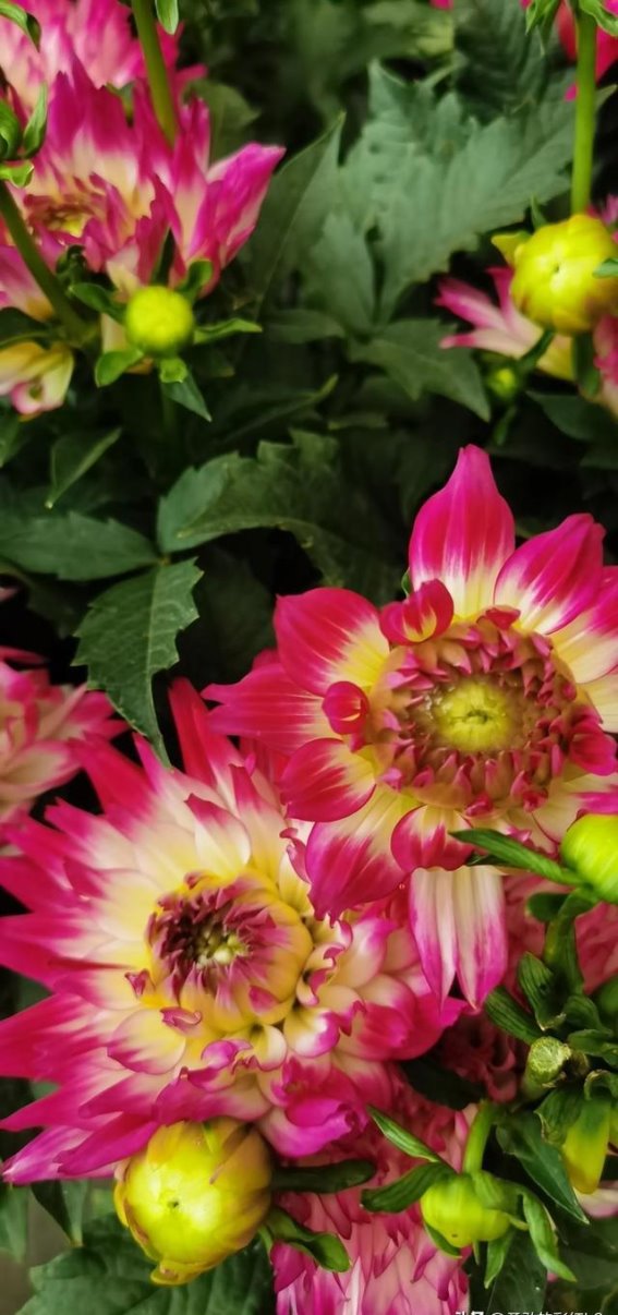 菊花丽花与对联