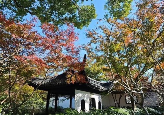 在红叶的怀抱里，邂逅一场秋冬的浪漫
