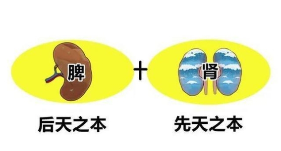 五子衍宗丸的合理搭配与综合调理